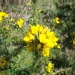 Ulex europaeus