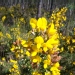 Ulex europaeus