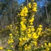 Ulex europaeus