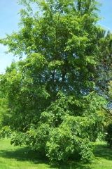 Ulmus procera