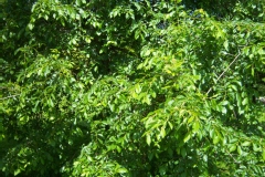 Ulmus procera