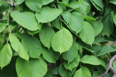 Orme blanc, Orme champêtre, Orme à feuilles de charme, Ormeau