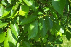 Ulmus procera