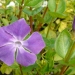 Vinca major