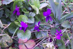 Viola odorata