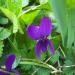 Violette odorante, Violette commune, Violette à parfum