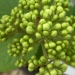 Viorne bitchiu, Viburnum