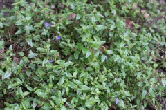 Veronica peduncularis 'Georgia Blue'