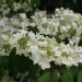 Viburnum plicatum 'Shasta'