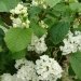 Viorne 'popcorn', Viburnum, Viorne