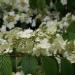 Viburnum plicatum 'Shasta'