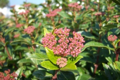 Photo de Viburnum tinus