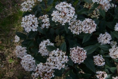 Photo de Viburnum tinus