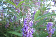 Vitex agnus-castus