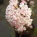 Viburnum, Viorne