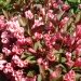 Weigela, Weigelia 'victoria', Weigélie