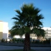 Washingtonia robusta