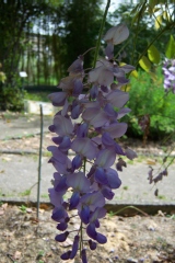 Glycine