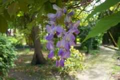 Glycine