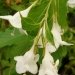 Weigela, Weigélie 'snowflake', Weigelia 'snowflake'