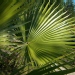 Washingtonia robusta