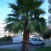 Washingtonia robusta