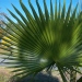 Washingtonia robusta