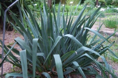 Photo de Yucca filamentosa